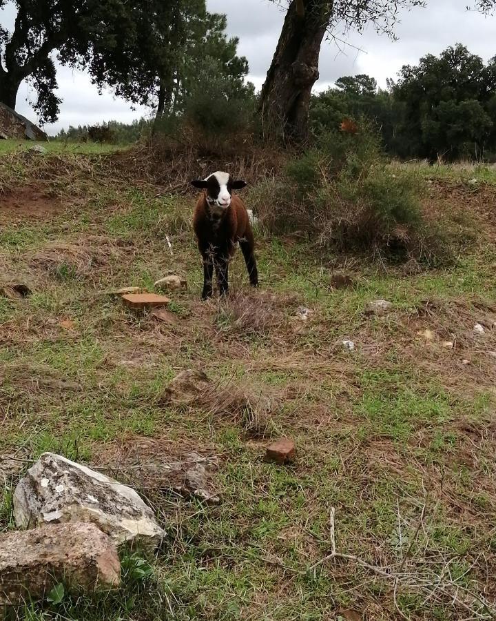 Turismo Rural Casa Da Ceu Amiais de Cima Ngoại thất bức ảnh